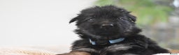 German Shepherd dogs for sale: KC registered 5 generation long coated GSD puppies - Advert 26