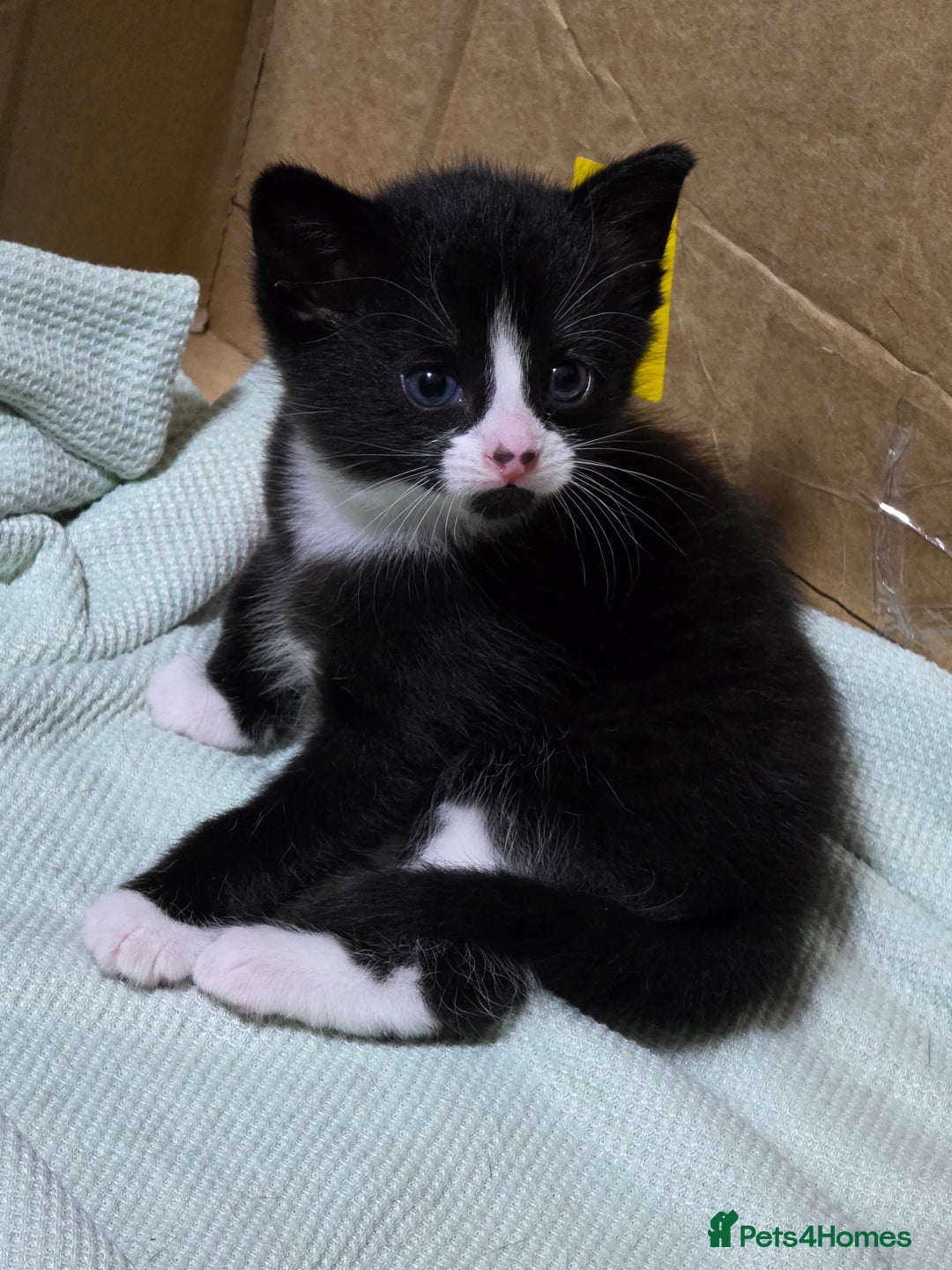 Mixed Breed cats for sale: Tiny Tuxedo Explorer Bella  - Image 2