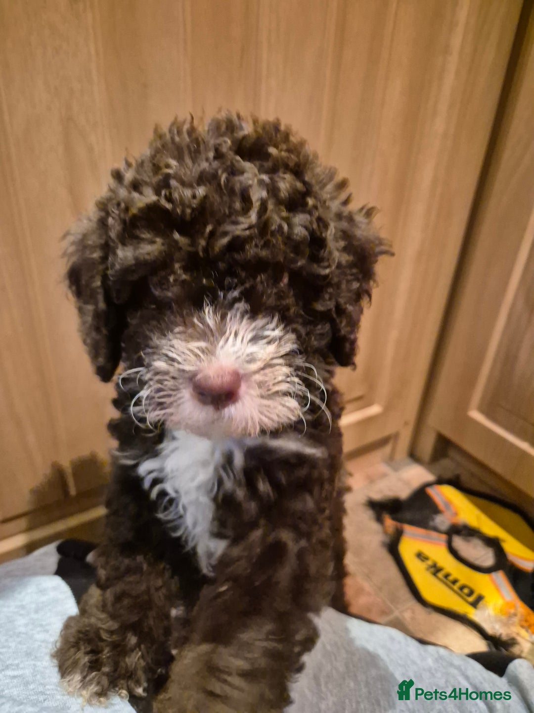 Labradoodle dogs for sale: Stunningly adorable f2b labradoodles! - Advert 3