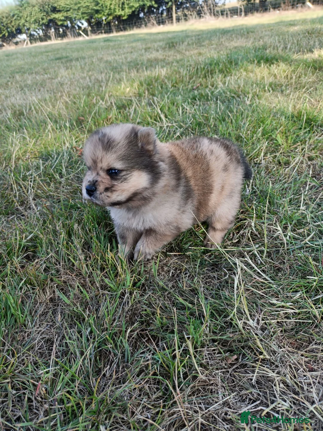 Mixed Breed dogs for sale: MINI BEARS, mini chow chows!  in Market Rasen - Advert 9