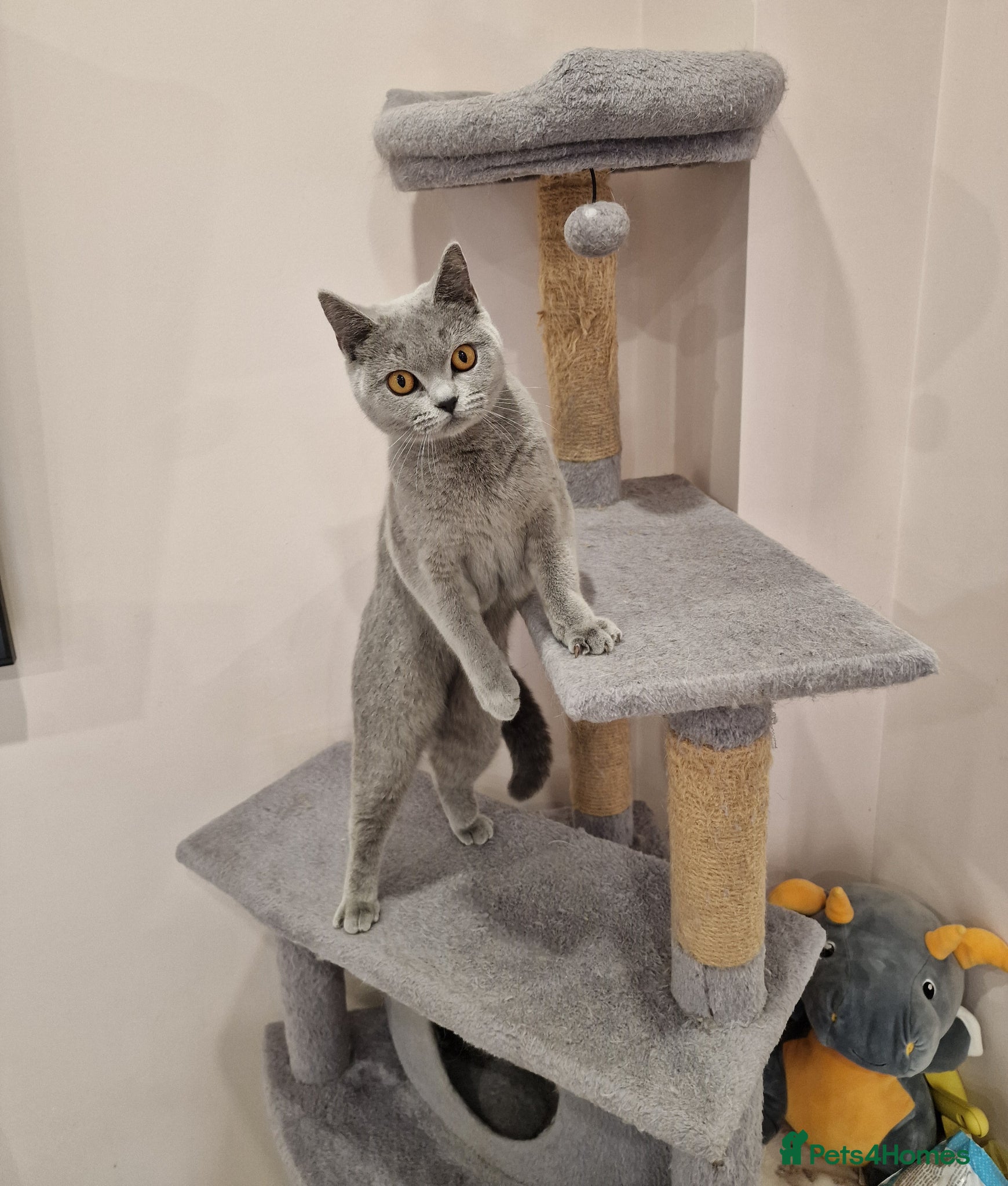 British Shorthair cats ❤️ Amasing girl❤️  - Advert 10