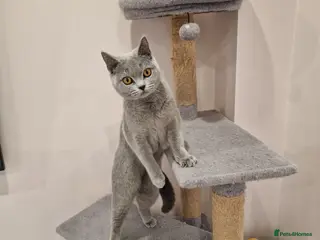 British Shorthair cats ❤️ Amasing girl❤️ - Advert 10