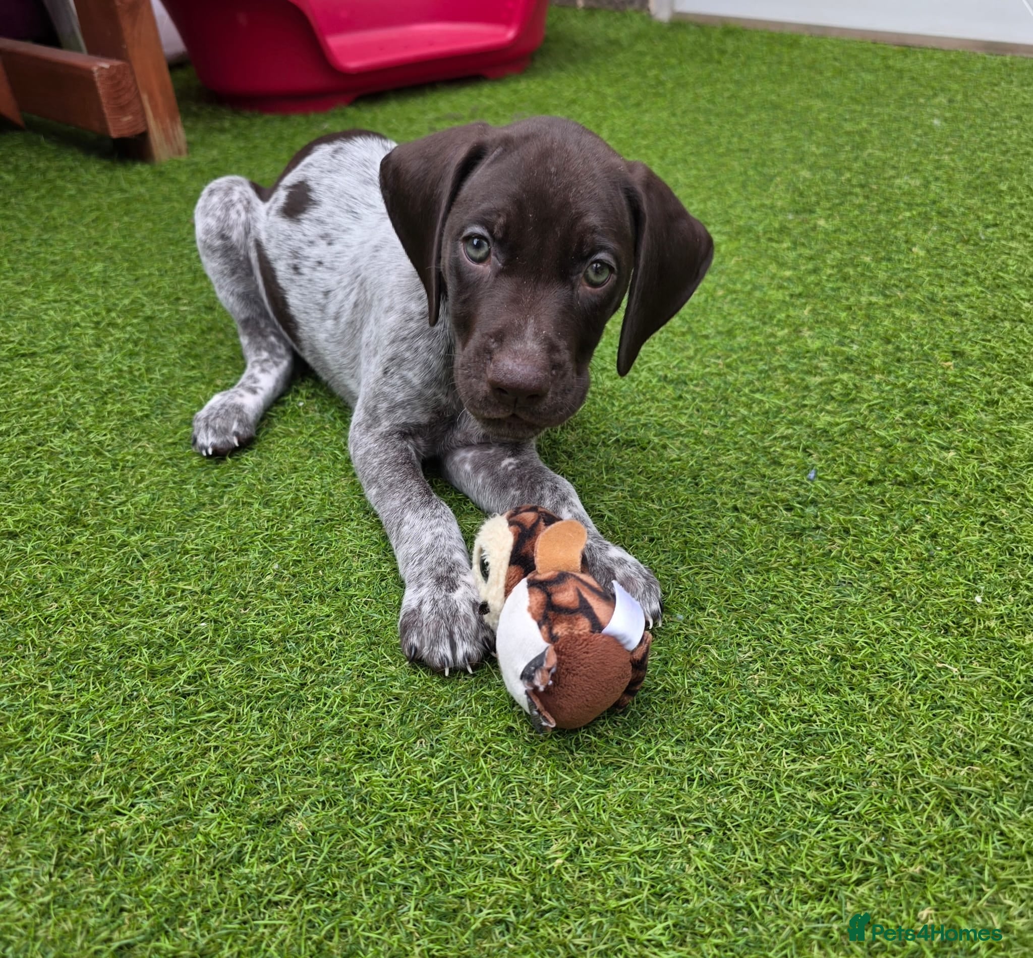 German Shorthaired Pointer dogs German shorthaired pointer puppies 6 weeks old - Advert 2