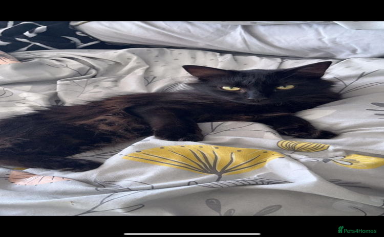 Mixed Breed cats - Advert 12