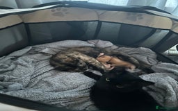 Mixed Breed cats for sale: 2 kittens 2 adults  - Image 6