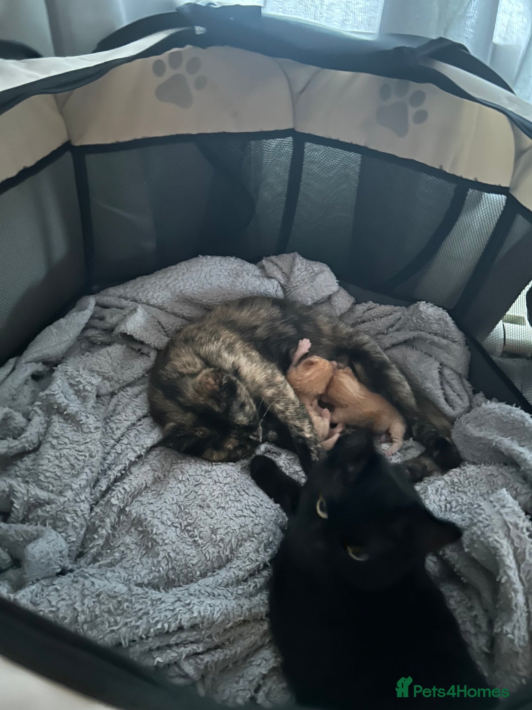 Mixed Breed cats for sale: 2 kittens 2 adults  - Image 6