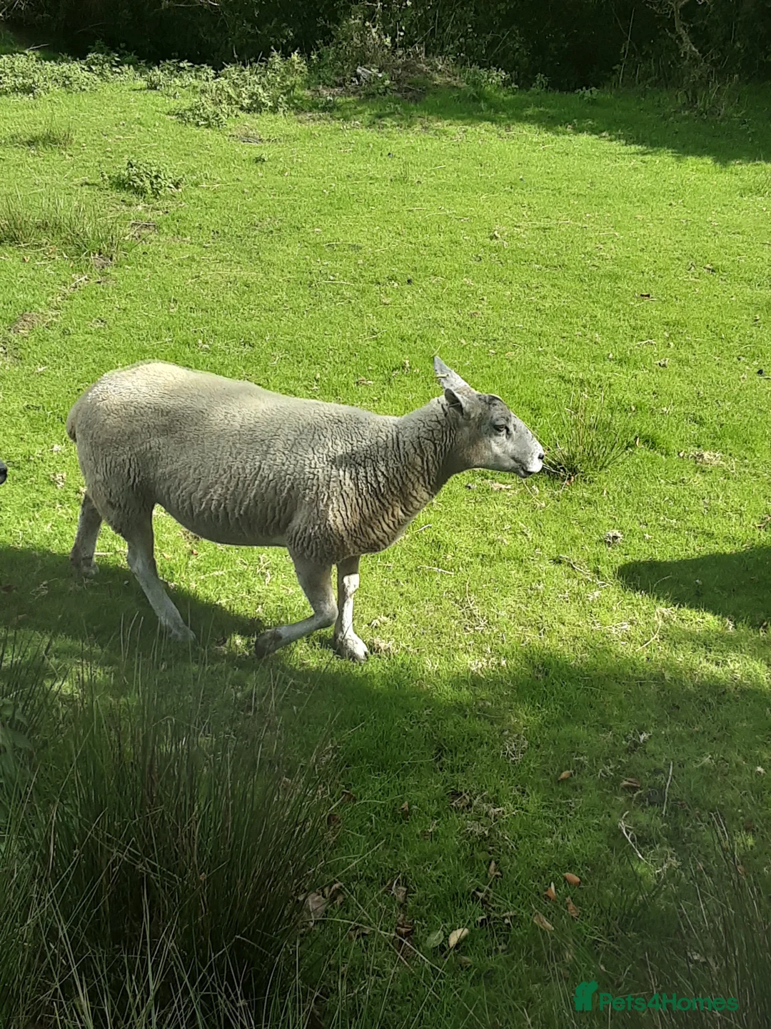 Sheep livestock for sale: Dorset mule ewes in Lymington - Advert 3