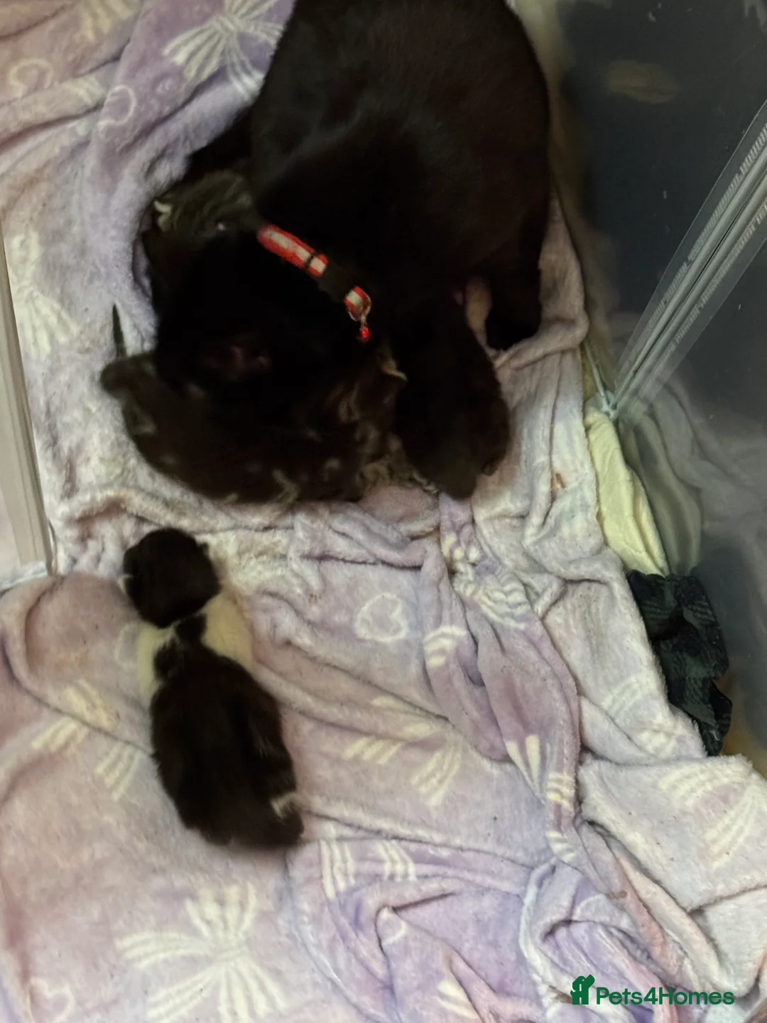 Mixed Breed cats for sale: 4 kittens for sale  in Wakefield - Advert 2