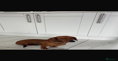 Dachshund dogs - Advert 9