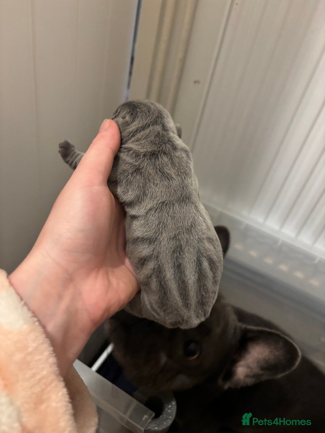 French Bulldog dogs for sale: Mini bulls - Advert 11