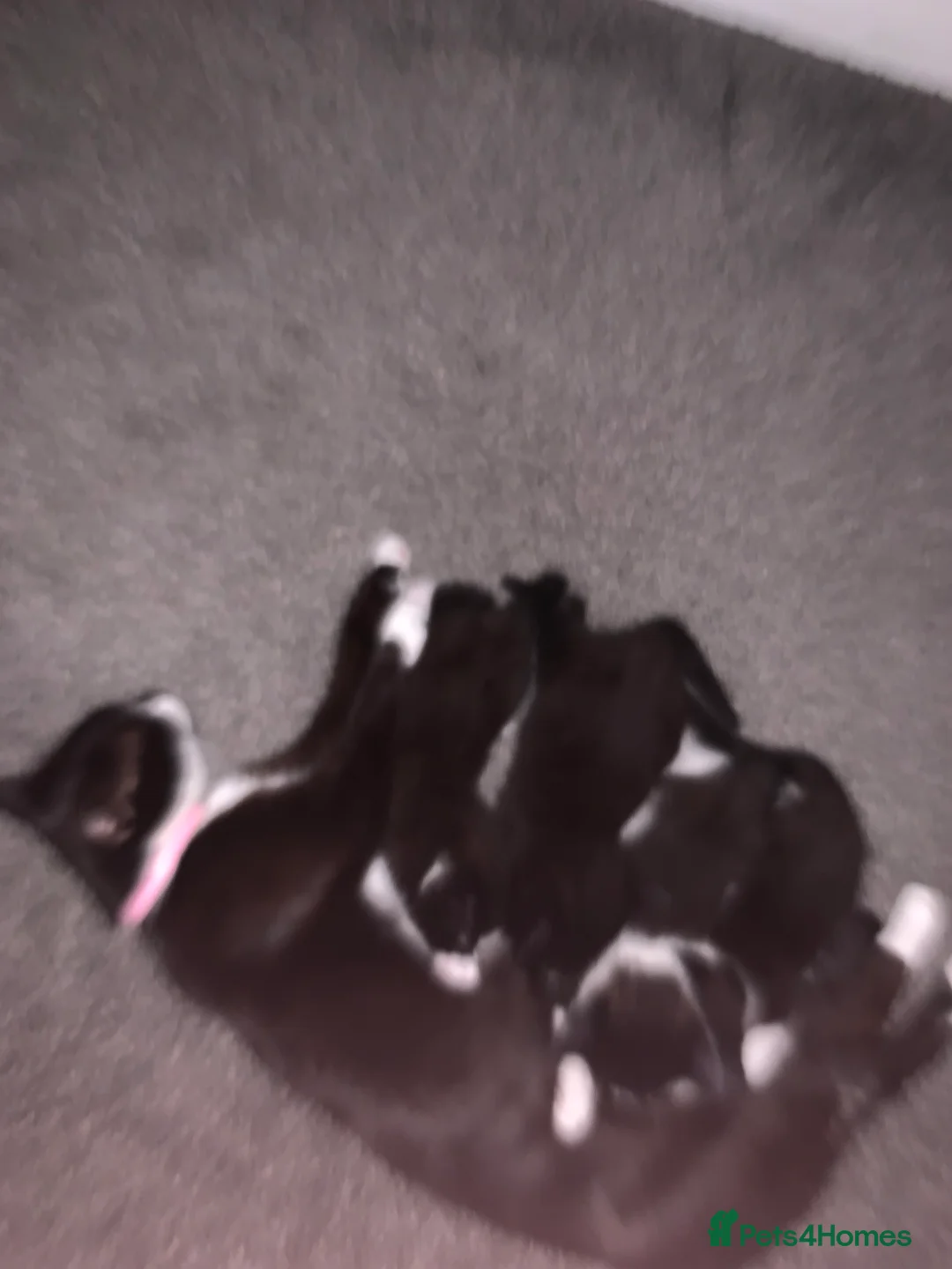 Mixed Breed cats for sale: 2 kittens  in Castleford - Advert 2