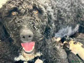 Spanish Water Dog dogs Spanish water dog puppies litter of 11 🐶 - Advert 4