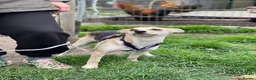 Mixed Breed dogs for adoption: ❤️Caramel❤️ 10-month-old lower-medium awesome girl - Advert 20