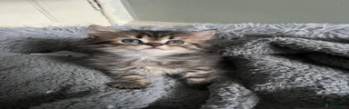 Persian 2