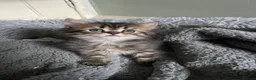 Persian cats for sale: Half persian kittens  - Advert 10