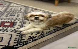 Shih Tzu dogs for sale: Narla is 8 years old not a puppy  - Image 3