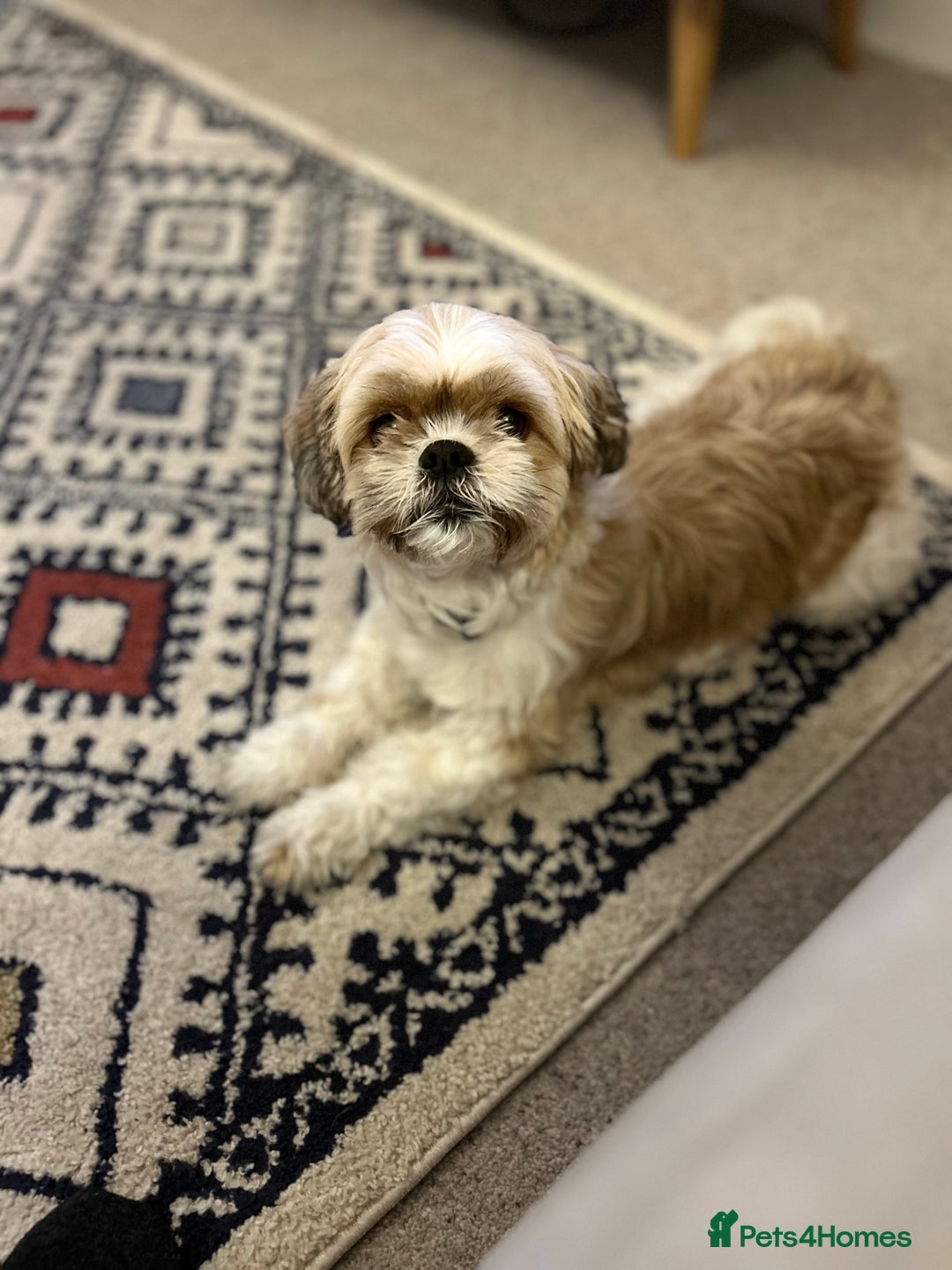 Shih Tzu dogs for sale: Narla is 8 years old not a puppy  - Image 3