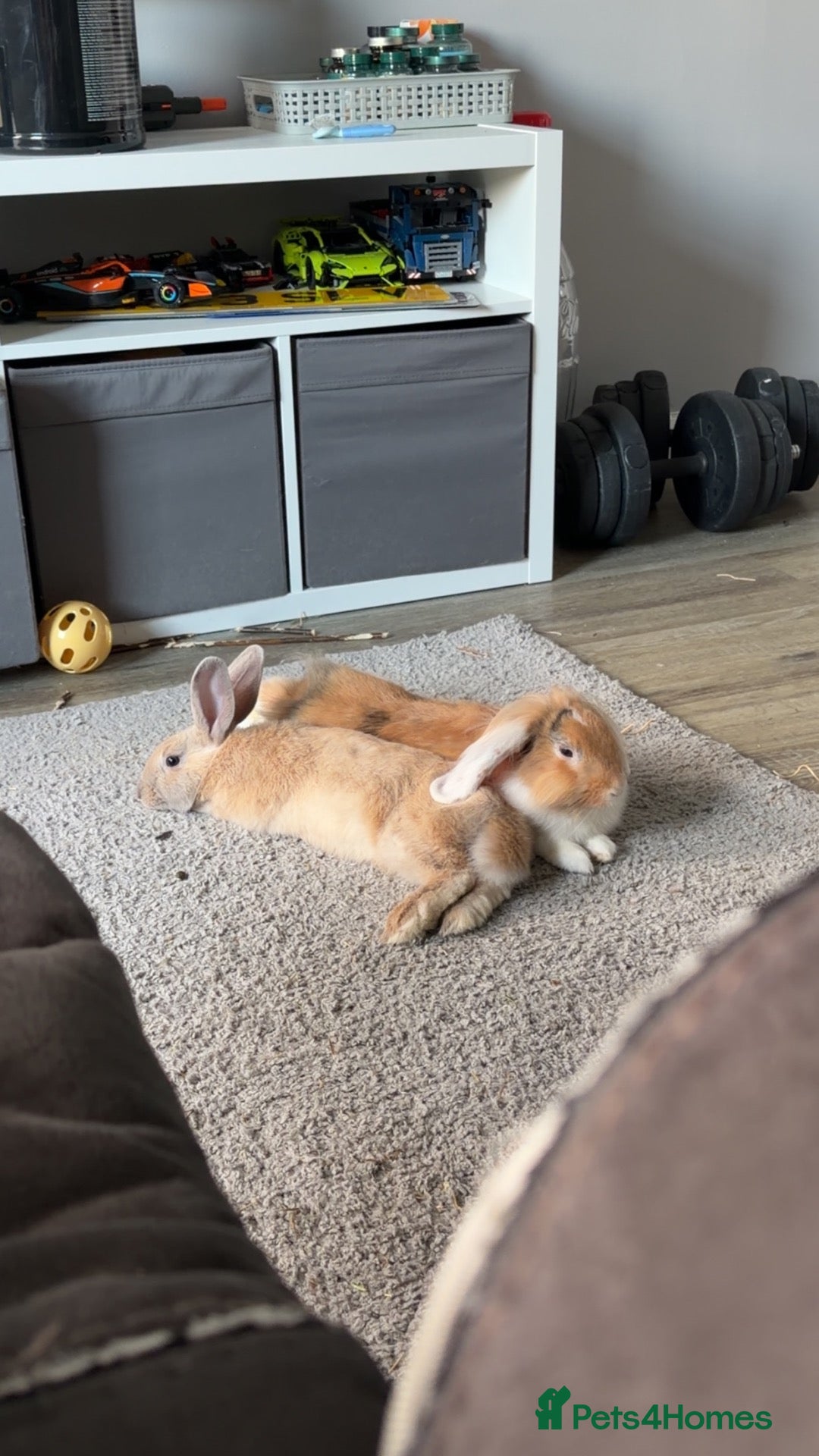 Mixed Breed rabbits Maverick & Goose - Advert 2