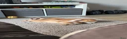 Mixed Breed rabbits for sale: Maverick & Goose - Advert 1