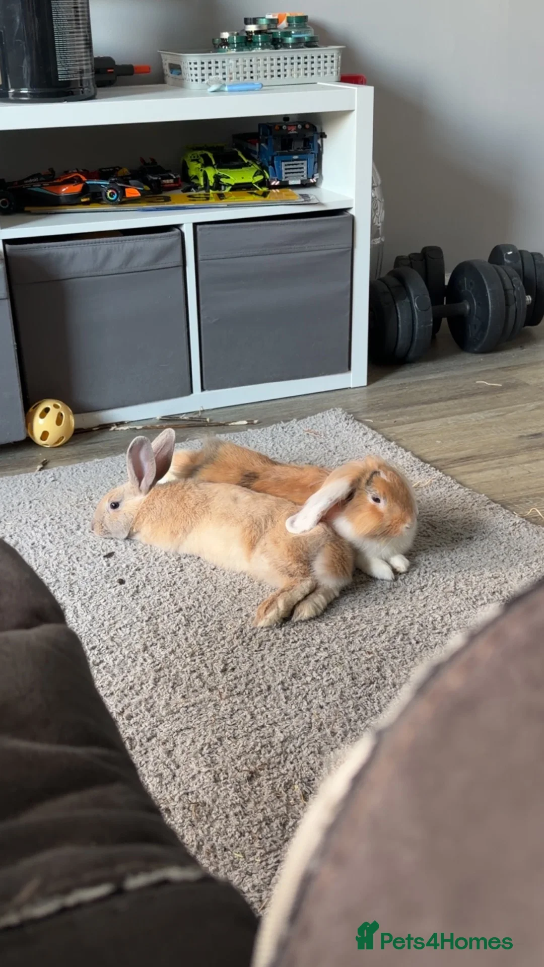 Mixed Breed rabbits for sale: Maverick & Goose - Advert 1