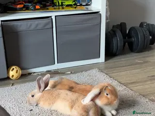 Mixed Breed rabbits Maverick & Goose - Advert 2