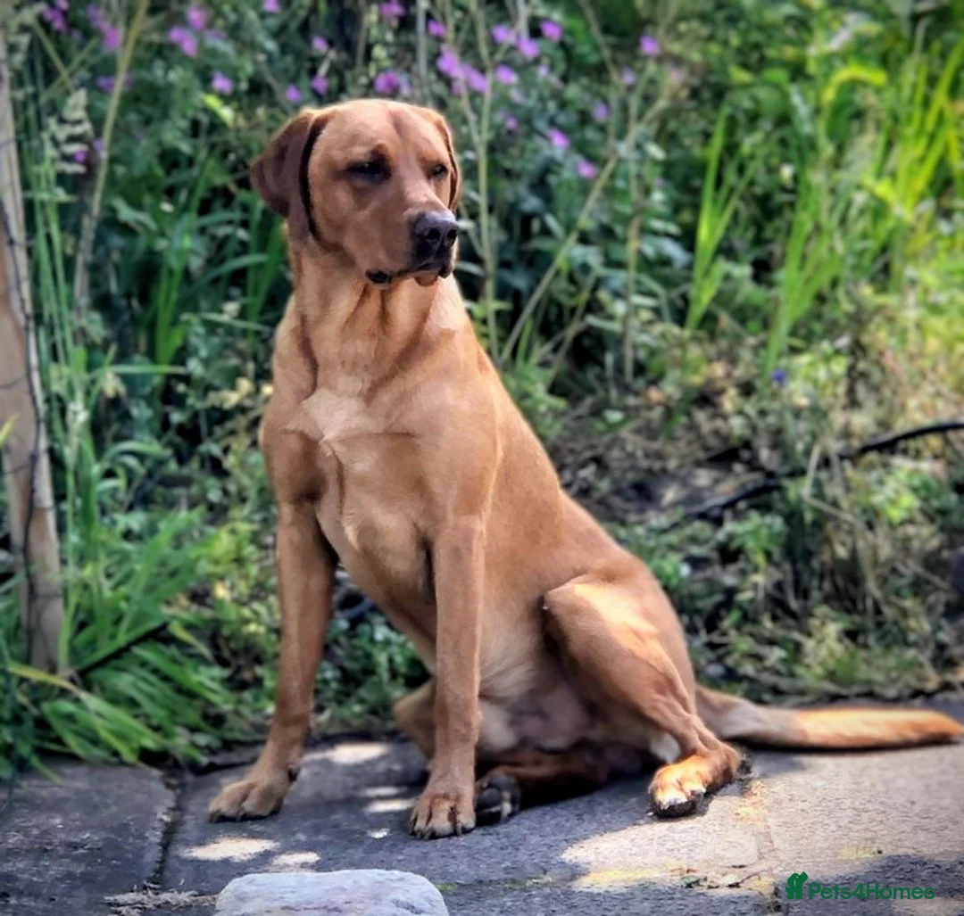 Labrador Retriever dogs for sale: 8 labrador pups bred for health and temperament! - Advert 2