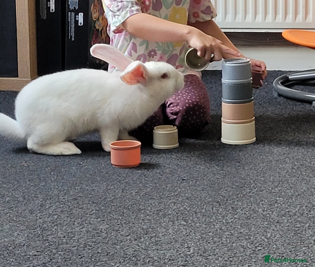 Continental Giant rabbits for sale: Needs a new loving home  - Image 7