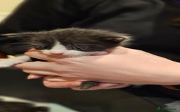 Mixed Breed cats for sale: 4 male kittens remaining, ready 25th October - Image 7