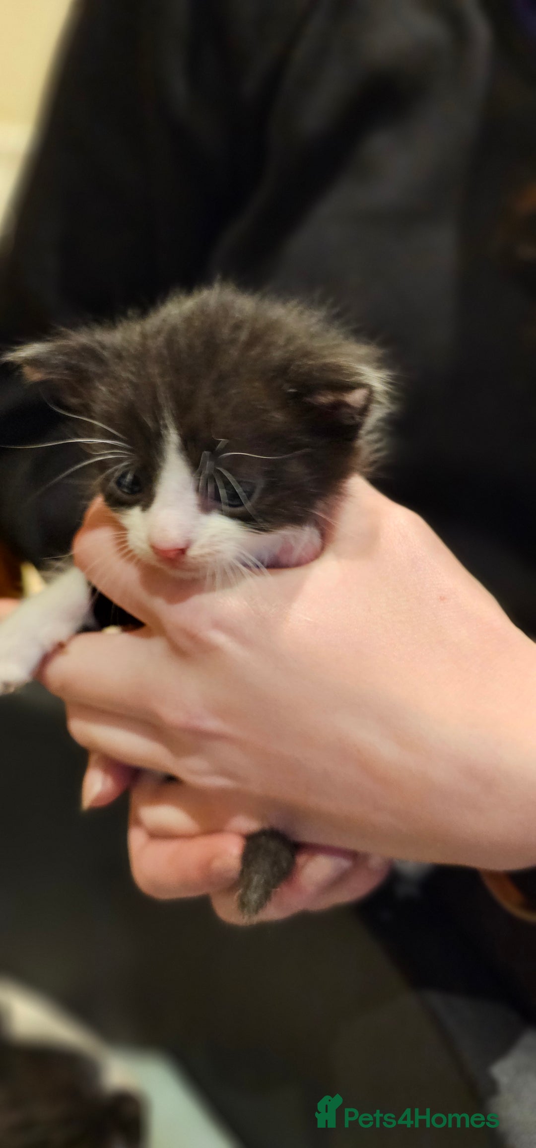 Mixed Breed cats for sale: 4 male kittens remaining, ready 25th October - Image 7