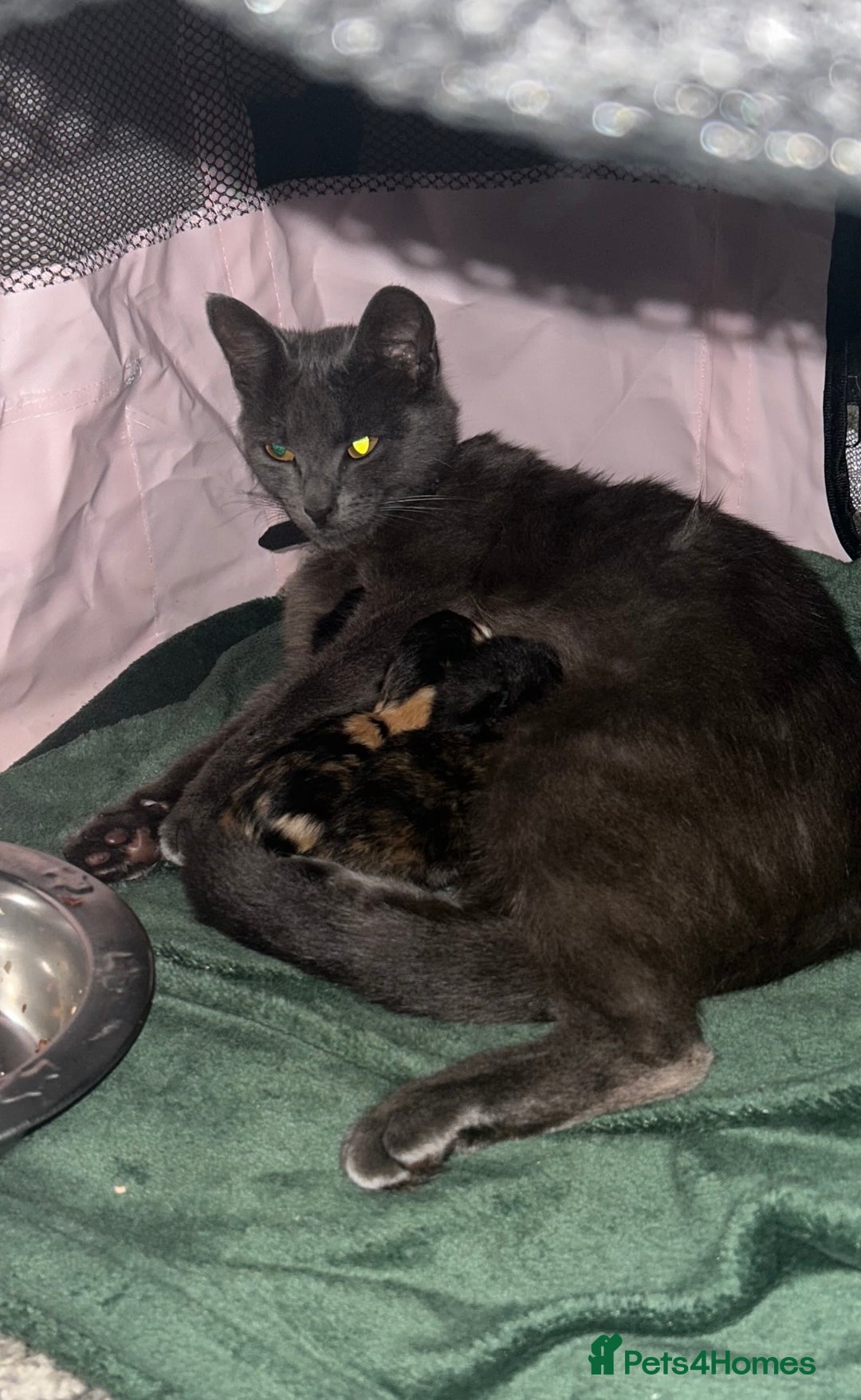 Domestic Shorthair cats for sale: Beautiful kittens ❤️ - Image 4