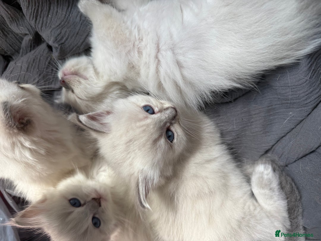 Ragdoll cats for sale: GCFF and FIFE Ragdoll Kittens. Champions line! - Image 5