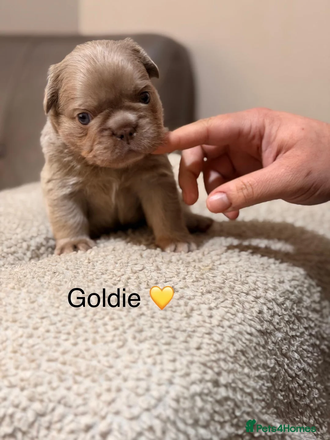 French Bulldog dogs for sale: French bulldog puppy  in Leeds - Advert 10
