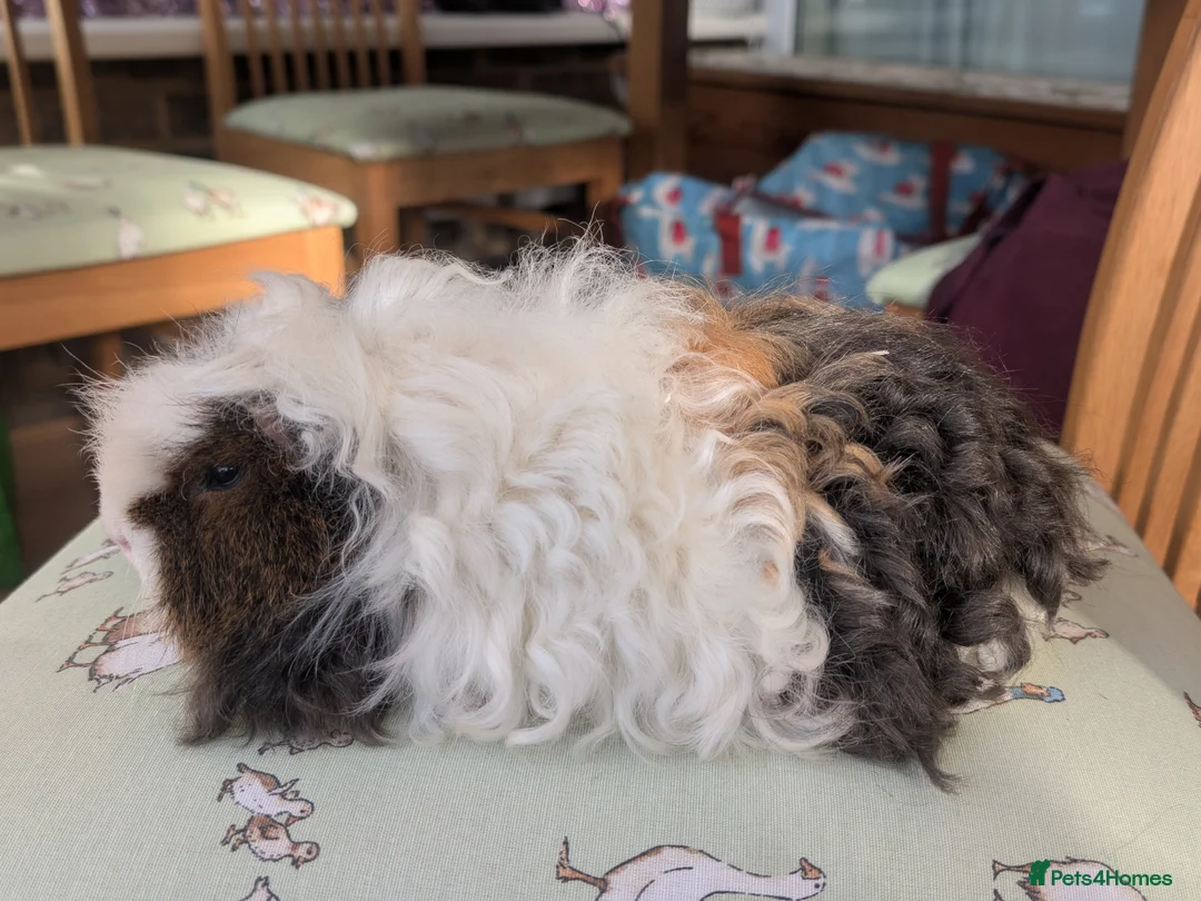 Guinea Pig rodents for sale: Purebred Merino Longhaired boar - Advert 2