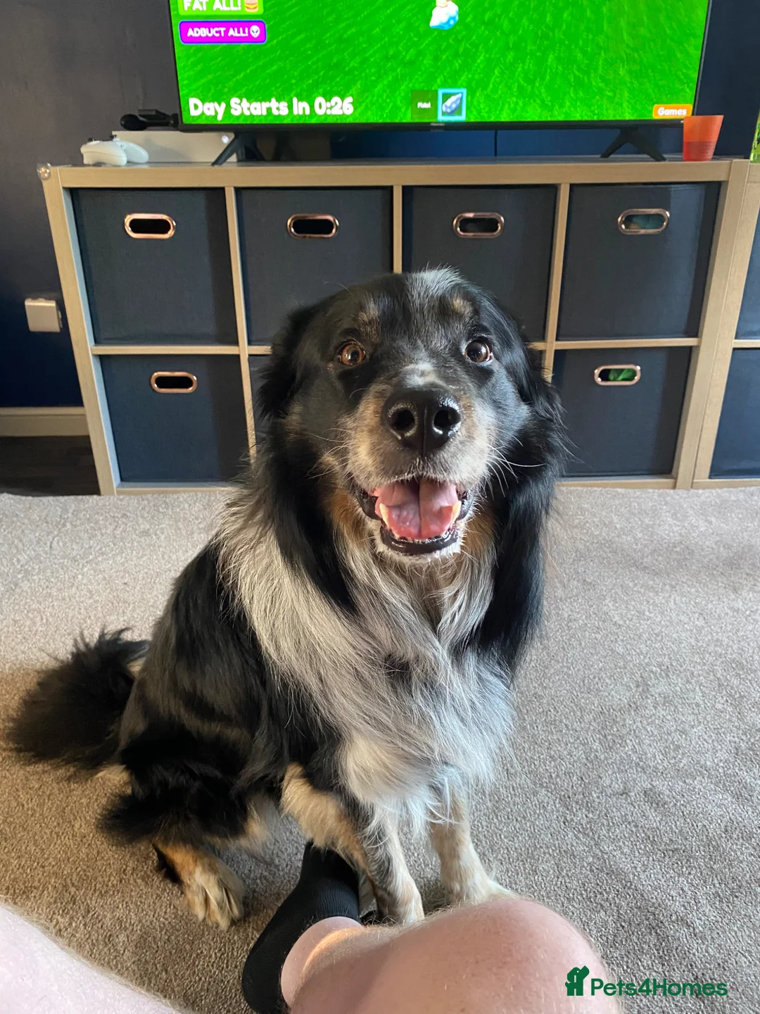 Border Collie dogs for sale: Ted needs an adult household - Advert 6