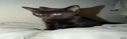 Mixed Breed cats for sale: 4 beautiful kittens ready for a safe/loving home  - Advert 10