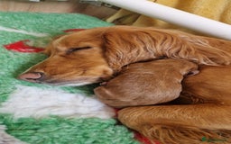Cockapoo dogs for sale: Beautiful F1 Cockapoo Puppies– Ready @ 29th August - Image 1