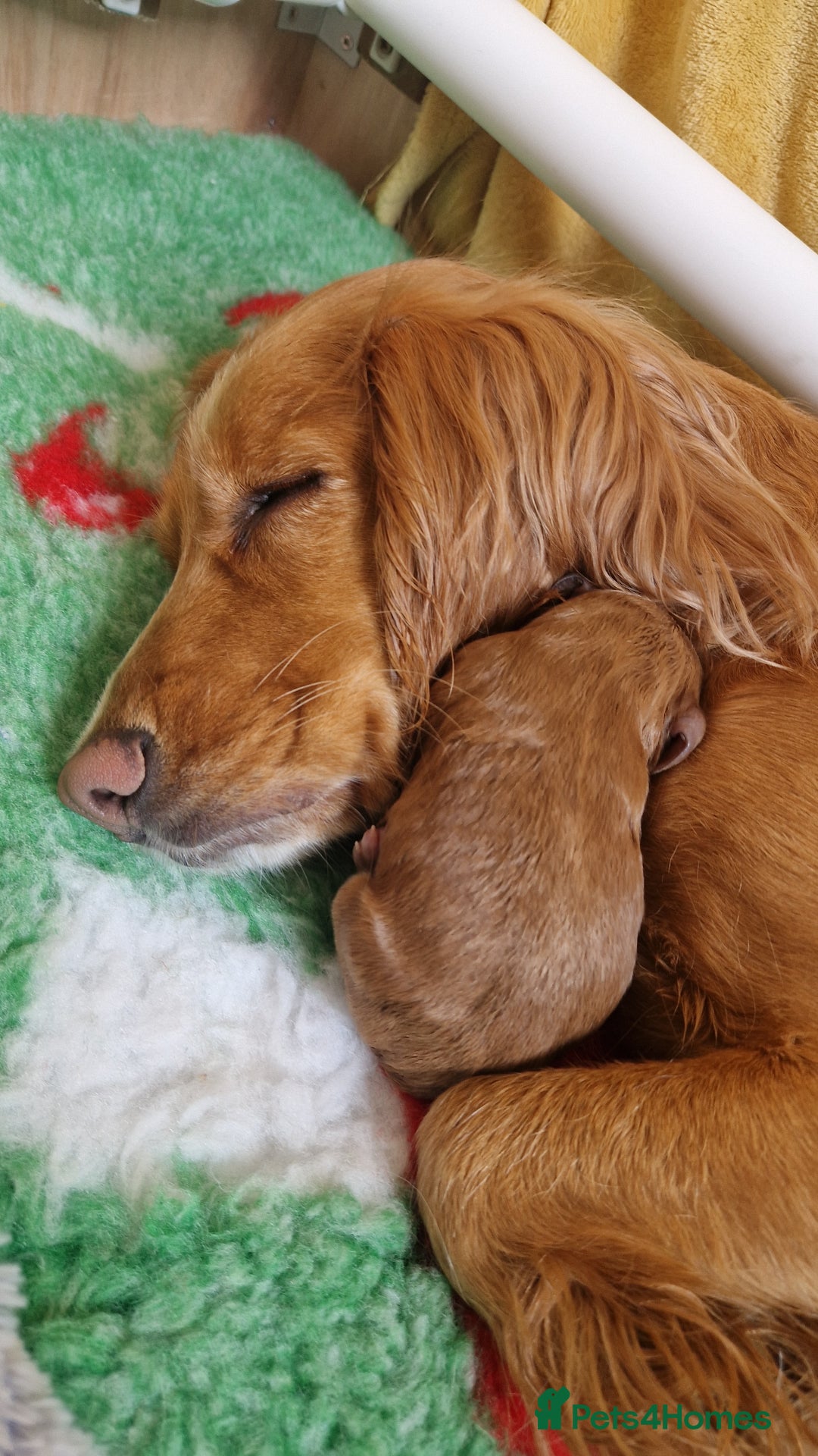 Cockapoo dogs for sale: Beautiful F1 Cockapoo Puppies– Ready @ 29th August - Image 1