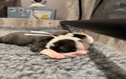 Boston Terrier dogs for sale: Stunning rainbow litter born 5/8/35 - Image 6