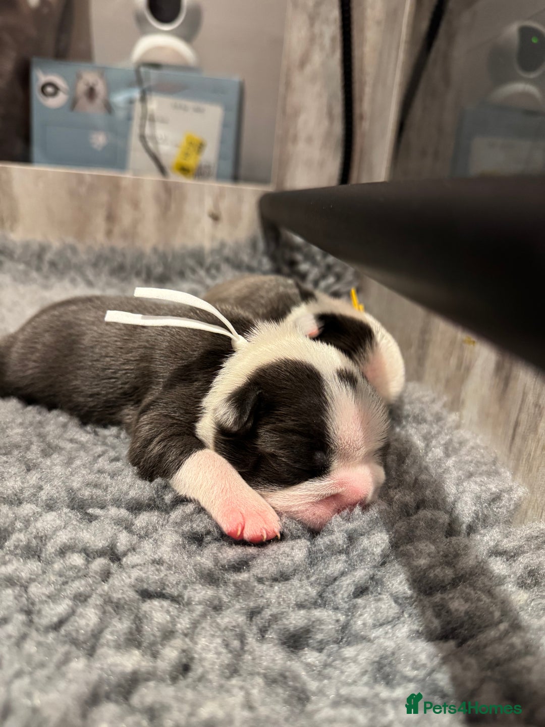Boston Terrier dogs for sale: Stunning rainbow litter born 5/8/35 - Image 6