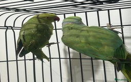 Ringnecks birds for sale: Indian ring neck - Image 5
