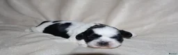 Shih Tzu dogs for sale: ‼️Tiny imperial babies super rare dna🧬 in Liverpool - Advert 2