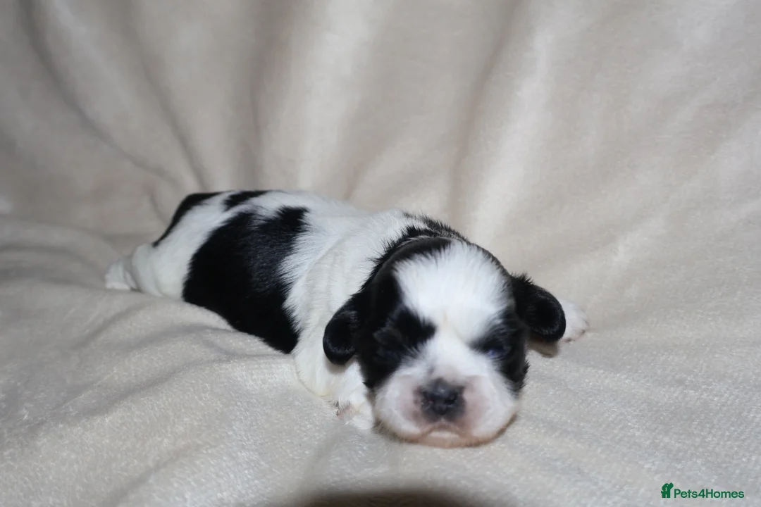 Shih Tzu dogs for sale: ‼️Tiny imperial babies super rare dna🧬 in Liverpool - Advert 2