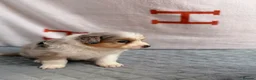 Australian Shepherd dogs for sale: Kc Australia shepherd puppies health test parents - Advert 28