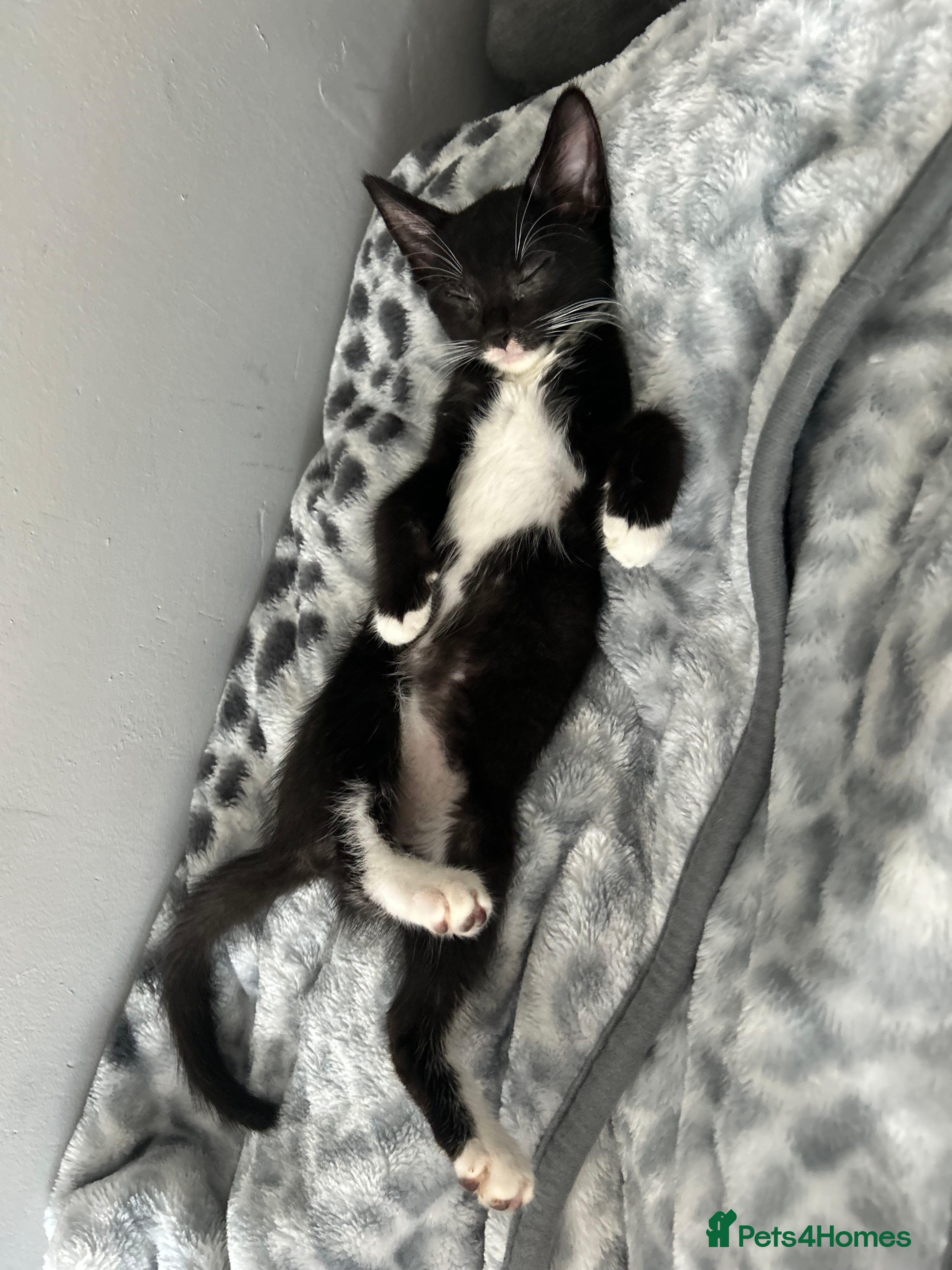 Mixed Breed cats 🚨KITTENS URGENTLY NEEDING HOMES!!!🚨REDUCED - Advert 2