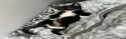 Mixed Breed cats for sale: 🚨KITTENS URGENTLY NEEDING HOMES!!!🚨REDUCED - Advert 26