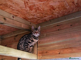 Bengal cats 🤎 Exquisite TICA Female 🤎 - Advert 2