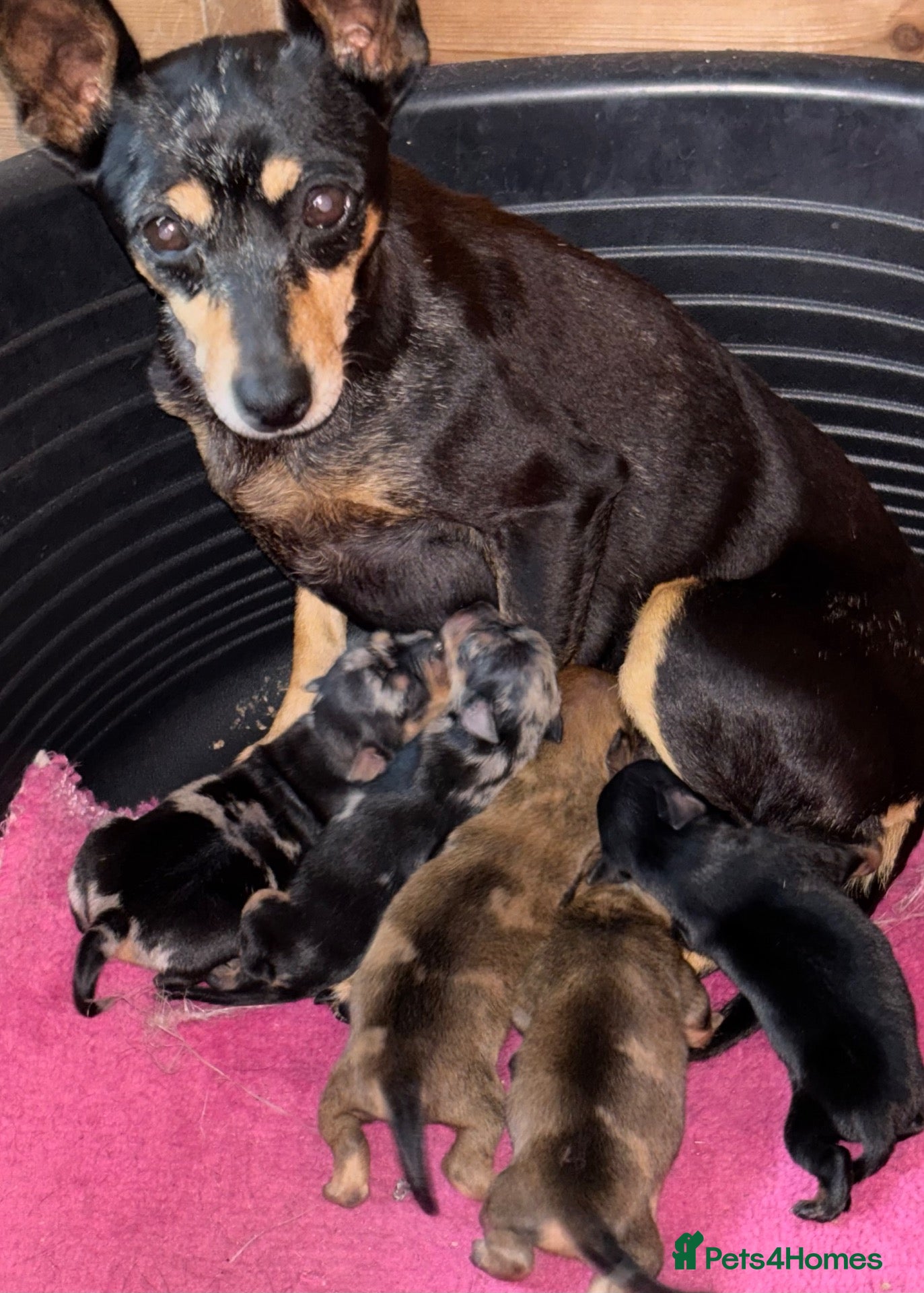 Miniature Pinscher dogs Stunning Rare Merle miniature pincher puppy’s - Advert 1
