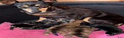 Miniature Pinscher dogs for sale: 2 Merle miniature pincher puppy’s left 💙💙 - Advert 6