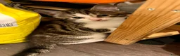 Mixed Breed cats for sale: 37 Warren Road in Stockport - Advert 6
