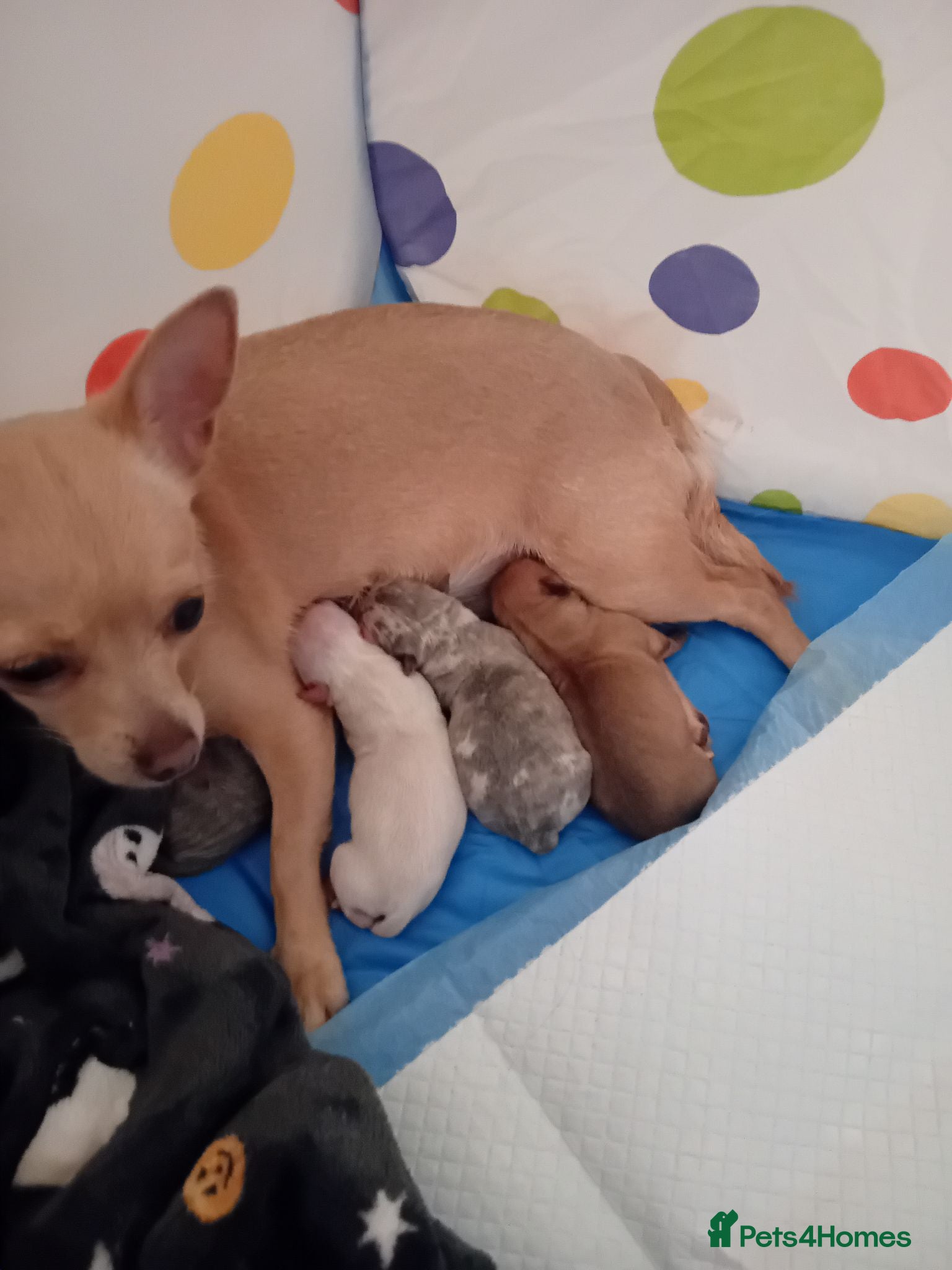 Chihuahua dogs Chuiahuia puppies 3 weeks old  - Advert 3